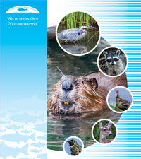 Wildlife Brochure